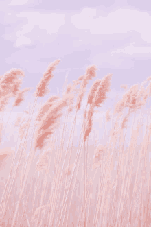 Pink Corn GIF - Pink Corn GIFs