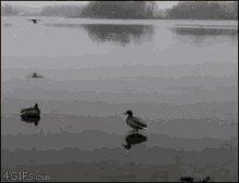 duck slidin in wild life birds ducks