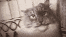 кошка Cat GIF