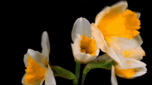 Flowers Blooming GIF