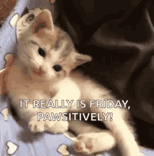 cat hi cute friday pawsitively