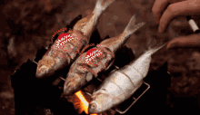 gavroi gavros fish anchovy olympiakos