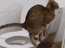 Funny Cat GIF - Funny Cat Pooping GIFs
