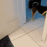 Shiba Inu Dog GIF - Shiba Inu Dog Dogs GIFs