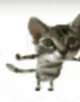 a cat is standing on its hind legs and looking at the camera with its eyes closed .