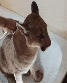 a cougar is being bathed in a bathtub by a person