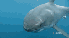 Swimming When Sharks Attack GIF - Swimming When Sharks Attack Hungry GIFs