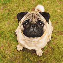 Cute Pug GIF - Cute Pug Dog GIFs