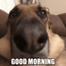 funny good morning dog