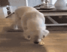 Whats This Crap Dog GIF - Whats This Crap Dog Annoyed GIFs