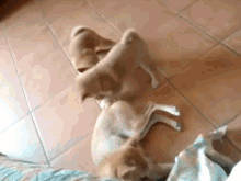 three small dogs are playing on a tile floor .