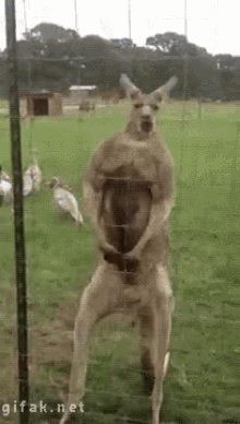 Reddit Kangaroo GIF - Reddit Kangaroo Flexing GIFs