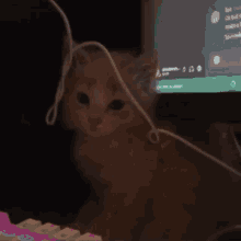 a close up of a cat 's face with a cord hanging from it
