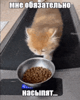 a cat on a treadmill looking at a bowl of food with a caption in a foreign language
