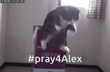 Alex Cat GIF