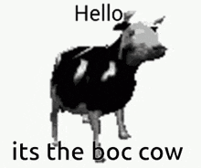 Boc Polish Cow GIF
