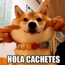 Hola Cachetes GIF - Dog Pinch Cute GIFs