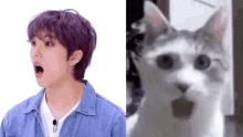 Jisung Park Jisung GIF - Jisung Park Jisung Jisung Cat GIFs
