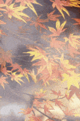 a painting of autumn leaves on a tree