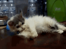 Cat Kitten GIF - Cat Kitten Hide GIFs