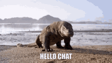 Komodo Hello Chat GIF - Komodo Hello Chat Munster GIFs