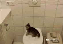 Oops Cat GIF - Oops Cat El Gato GIFs