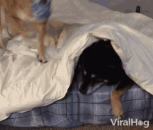 Annoying Bothering GIF - Annoying Bothering Trying To Sleep GIFs