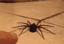 Scared Spider GIF