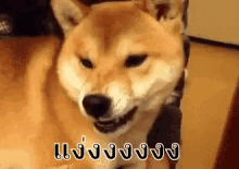 Fiercedog Angrydog GIF - Fierce Dog Angry Dog GIFs