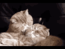 Cats Kiss GIF - Cats Cat Kiss GIFs