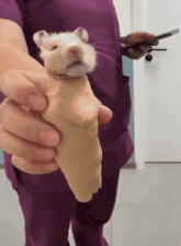 a person in purple scrubs is holding a small brown hamster