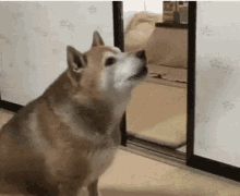Dog Shiba GIF - Dog Shiba Throw Bowl GIFs