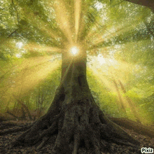 the sun is shining through the leaves of a tree in a forest