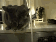 Doing It Wrong GIF - Cats Water Drinking GIFs