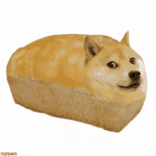 Dogebred Bread GIF - Dogebred Bread Dog GIFs