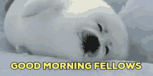 Good Morning Seal GIF - Good Morning Seal Seal Morning GIFs