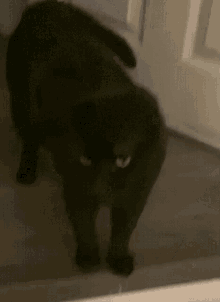 Cat Blackcat GIF - Cat Blackcat Blush GIFs