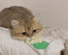 a cat is laying on a bed with its head on a pillow .