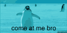 Fight Me Come At Me Bro GIF - Fight Me Come At Me Bro Penguins GIFs