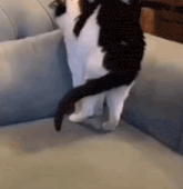 a black and white cat is standing on a couch with its legs crossed .
