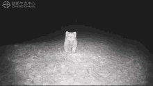 Manul Pallas Cat GIF - Manul Pallas Cat Night GIFs