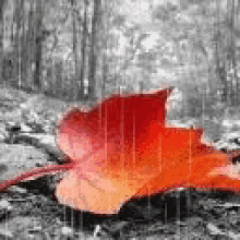 Animated Leaf GIF - Animated Leaf GIFs