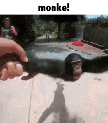 Monkey Chimps GIF - Monkey Monke Chimps GIFs