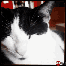 Cat Sleepy GIF - Cat Sleepy Surprised GIFs