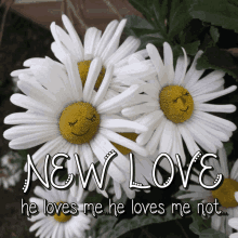 he loves me he loves me not new love daisy daisies