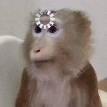 a close up of a monkey with a loading wheel on its head
