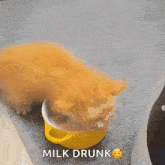 Milk Cat GIF - Milk Cat Kitten GIFs