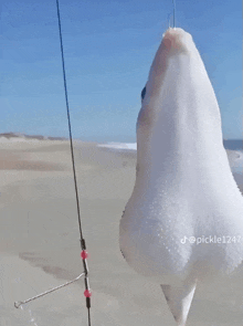 a fish is hanging on a hook on a fishing line on the beach .