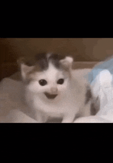a kitten is sitting on a bed and smiling .