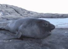 Ugly Seal GIF - Ugly Seal Fat GIFs
